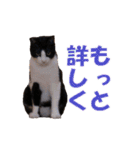 白黒猫ミュウ2（個別スタンプ：26）