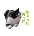 白黒猫ミュウ2（個別スタンプ：27）