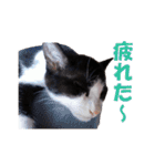 白黒猫ミュウ2（個別スタンプ：28）