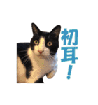白黒猫ミュウ2（個別スタンプ：29）