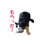 白黒猫ミュウ2（個別スタンプ：30）