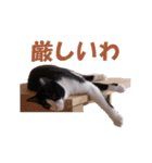 白黒猫ミュウ2（個別スタンプ：31）