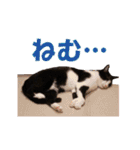 白黒猫ミュウ2（個別スタンプ：32）