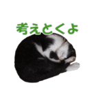 白黒猫ミュウ2（個別スタンプ：33）