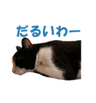 白黒猫ミュウ2（個別スタンプ：34）