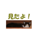 白黒猫ミュウ2（個別スタンプ：36）