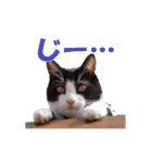 白黒猫ミュウ2（個別スタンプ：37）