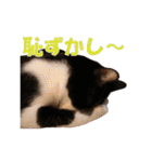 白黒猫ミュウ2（個別スタンプ：38）