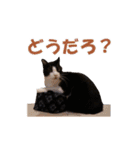 白黒猫ミュウ2（個別スタンプ：39）