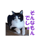 白黒猫ミュウ2（個別スタンプ：40）