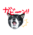 黒柴ももたす（個別スタンプ：3）