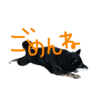 黒柴ももたす（個別スタンプ：4）