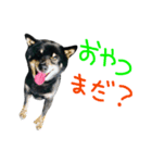 黒柴ももたす（個別スタンプ：5）