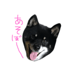 黒柴ももたす（個別スタンプ：6）