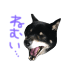 黒柴ももたす（個別スタンプ：7）