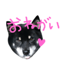 黒柴ももたす（個別スタンプ：8）