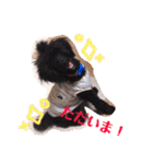日常会話ンコ（個別スタンプ：9）