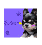 日常会話ンコ（個別スタンプ：12）