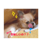 日常会話ンコ（個別スタンプ：15）