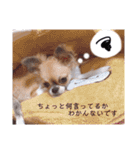 日常会話ンコ（個別スタンプ：16）