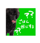 日常会話ンコ（個別スタンプ：17）