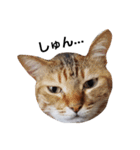 ねこのスタンプ(キジトラとハチワレ)（個別スタンプ：2）
