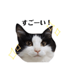 ねこのスタンプ(キジトラとハチワレ)（個別スタンプ：3）