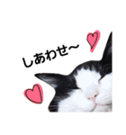 ねこのスタンプ(キジトラとハチワレ)（個別スタンプ：4）