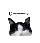 ねこのスタンプ(キジトラとハチワレ)（個別スタンプ：8）