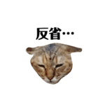 ねこのスタンプ(キジトラとハチワレ)（個別スタンプ：9）
