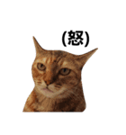ねこのスタンプ(キジトラとハチワレ)（個別スタンプ：12）