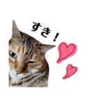 ねこのスタンプ(キジトラとハチワレ)（個別スタンプ：13）