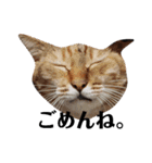 ねこのスタンプ(キジトラとハチワレ)（個別スタンプ：14）