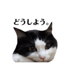 ねこのスタンプ(キジトラとハチワレ)（個別スタンプ：15）