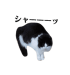 ねこのスタンプ(キジトラとハチワレ)（個別スタンプ：18）