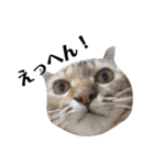 ねこのスタンプ(キジトラとハチワレ)（個別スタンプ：20）