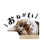 ねこのスタンプ(キジトラとハチワレ)（個別スタンプ：23）