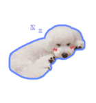 ぼく、ぽむ男（個別スタンプ：2）
