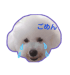 ぼく、ぽむ男（個別スタンプ：7）