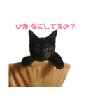猫のコタロウ（個別スタンプ：1）