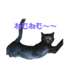 猫のコタロウ（個別スタンプ：2）