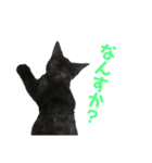 猫のコタロウ（個別スタンプ：3）
