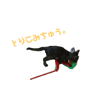 猫のコタロウ（個別スタンプ：4）