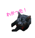 猫のコタロウ（個別スタンプ：5）