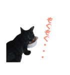 猫のコタロウ（個別スタンプ：7）