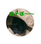 猫のコタロウ（個別スタンプ：8）