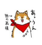 ご主人大好き犬-ジョンと鮫次郎5-（個別スタンプ：1）