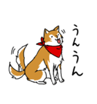 ご主人大好き犬-ジョンと鮫次郎5-（個別スタンプ：17）