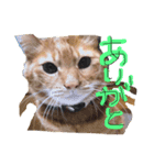 わいずぺっと（個別スタンプ：6）