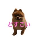 デカポメぽん太①（個別スタンプ：1）